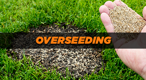 Additional Services - Overseeding